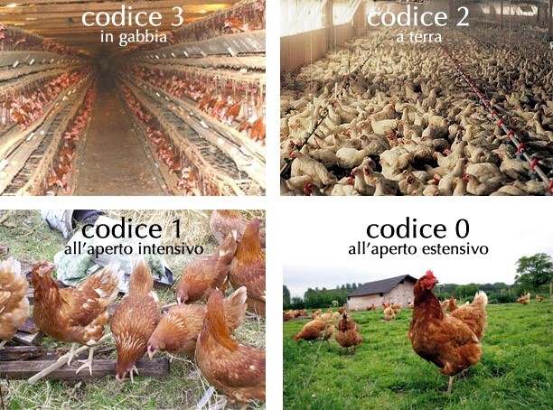 tipologie di allevamento galline