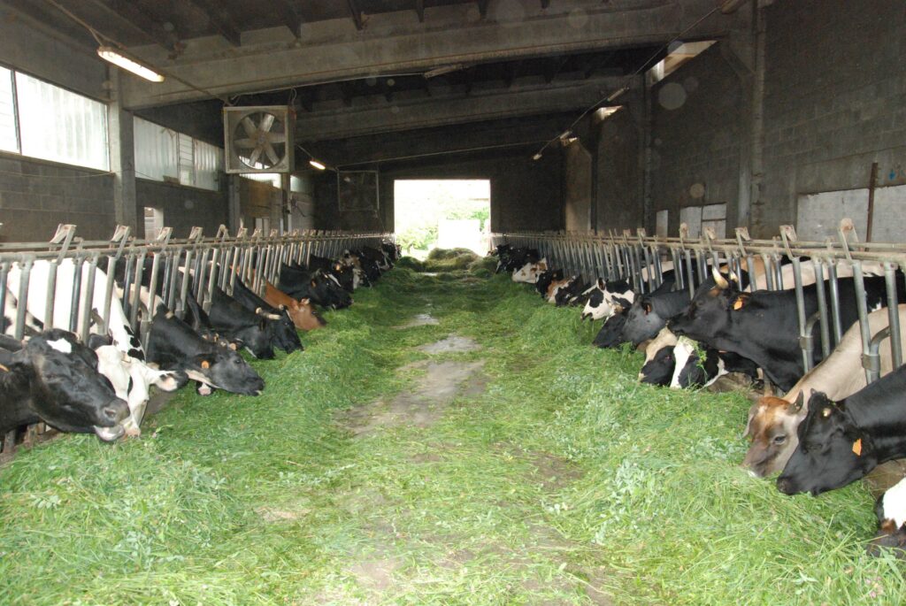 Vacche nelle stalle