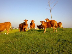 bordona-farm-mucche