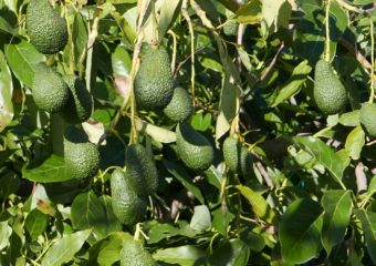 avocado sicilia