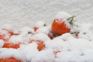 pomodori in inverno