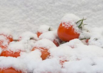 pomodori in inverno