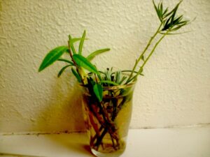 pianta nel vaso